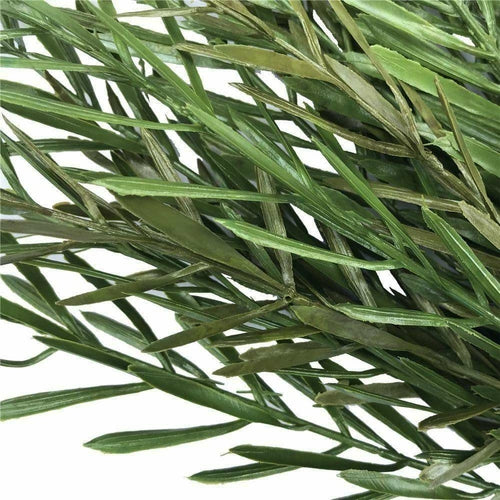 UV Native Tea Tree Stem - 45cm